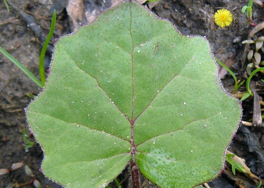 Hoja de la planta lista para ser cosechada