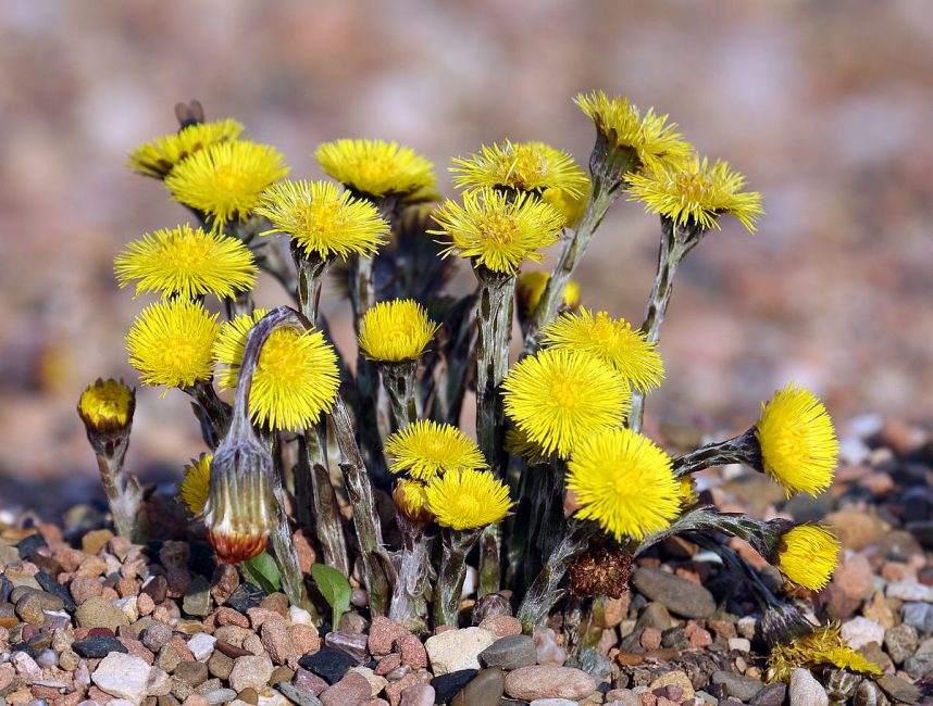 Coltsfoot durante la floración.