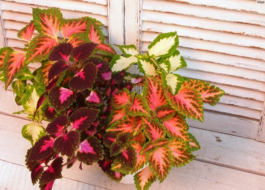 Coleus διαφορετικών ποικιλιών.