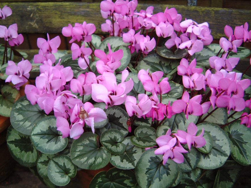 Ciclamen amb moltes flors