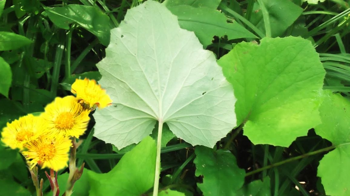 Deja coltsfoot en ambos lados