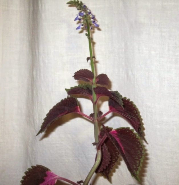 Βλαστός Coleus με φύλλα και ταξιανθία