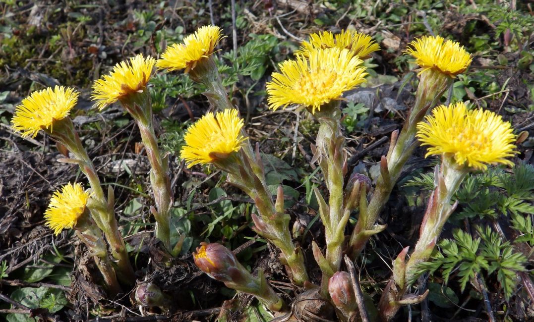 tallos de plantas generativas.