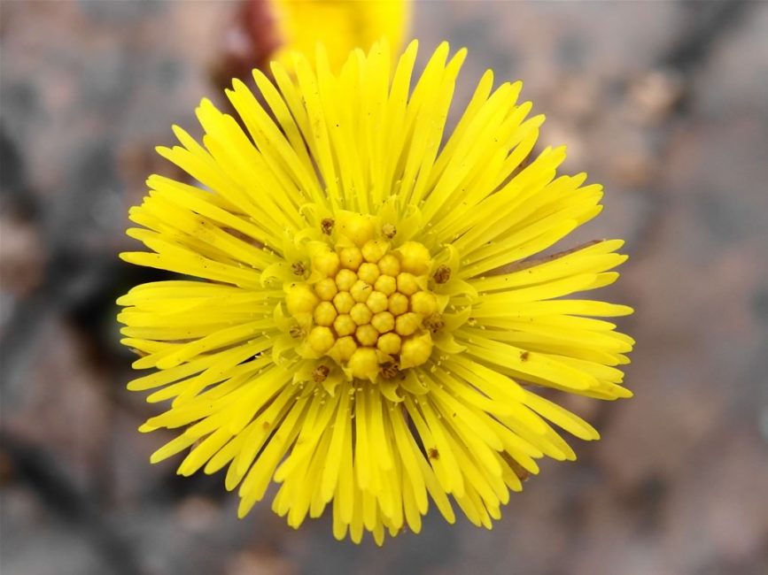 primer plano de la flor.