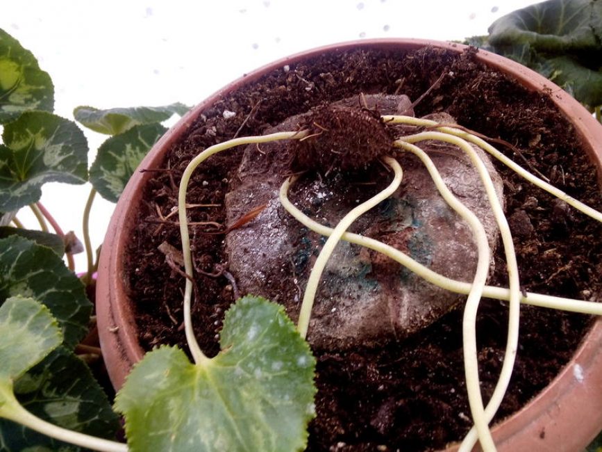 Planta abans de la latència