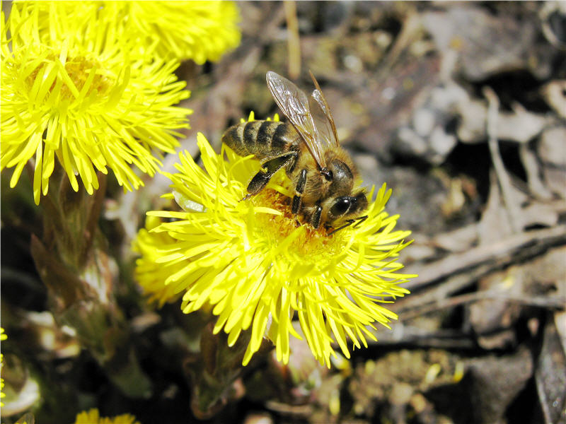 abeja en flores coltsfoot