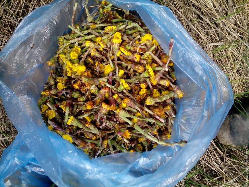 Madre y madrastra recogiendo flores