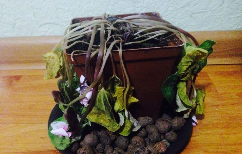 planta de marc
