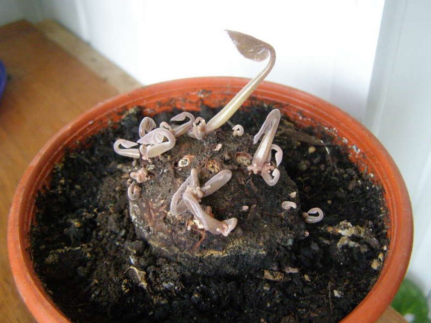 planta en repòs