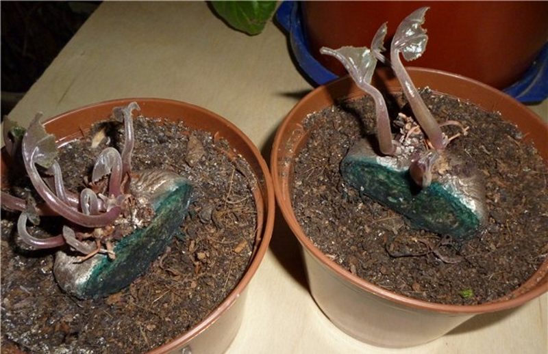 Partint un bulb de planta