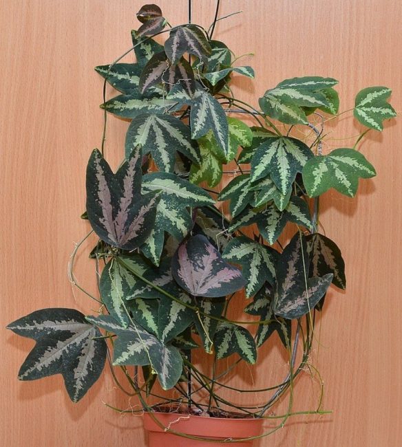 A Passiflora levelei háromcsíkosak.