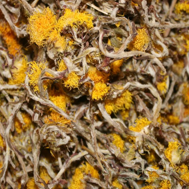 Flores de uña de caballo secas