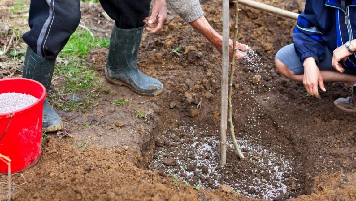 Proces krmení mladého stromu