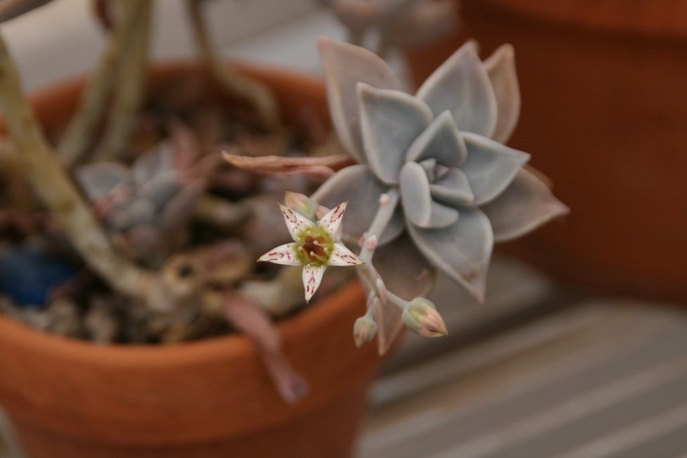 Cosecha de piedra Sedum weinbergii