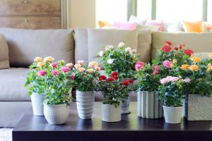 Cultiu de roses a partir de llavors: rosa d