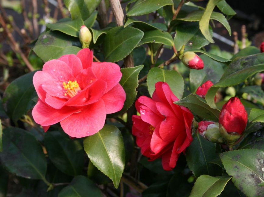 Kamelya japonika Mary Williams