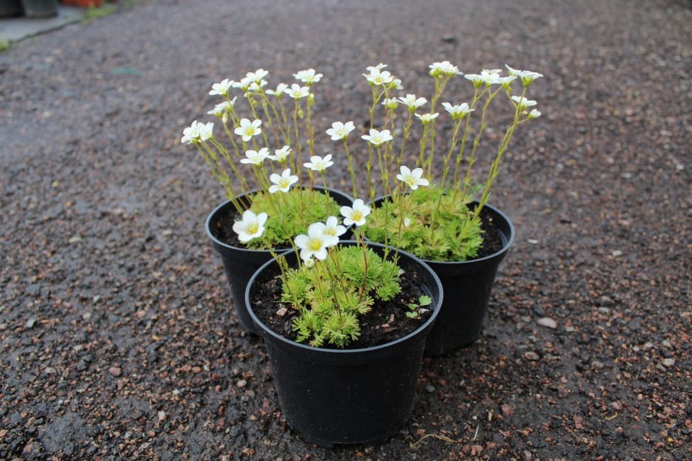 Saxifraga arendsii Alba (saxífraga)
