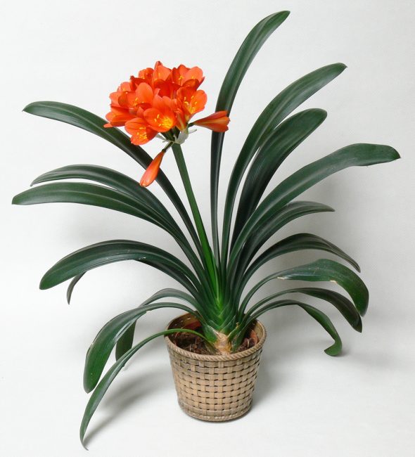 Clivia cinnabar