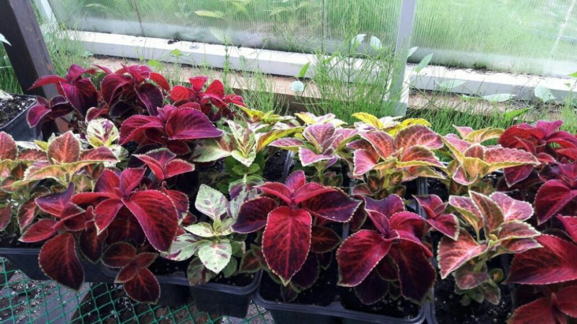 Coleus hybrid (Coleus x hybrida)
