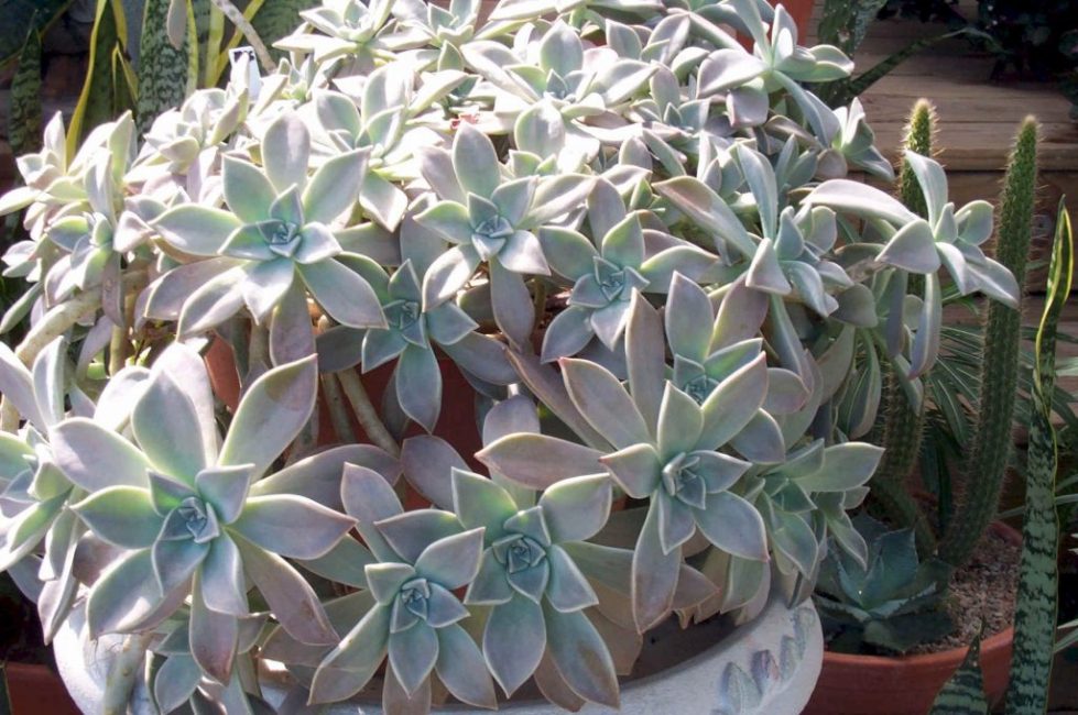 El follaje carnoso saturado indica que la planta tiene suficientes fertilizantes minerales y orgánicos.