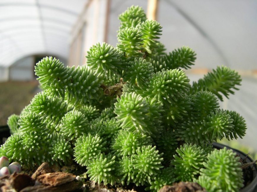 habitación sedum
