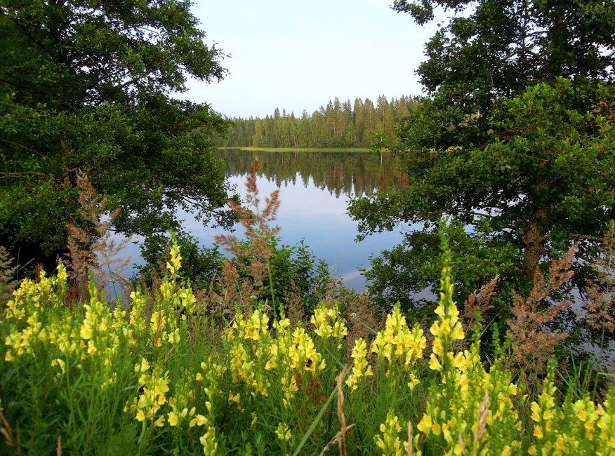 Snapdragon luonnollisessa elinympäristössä