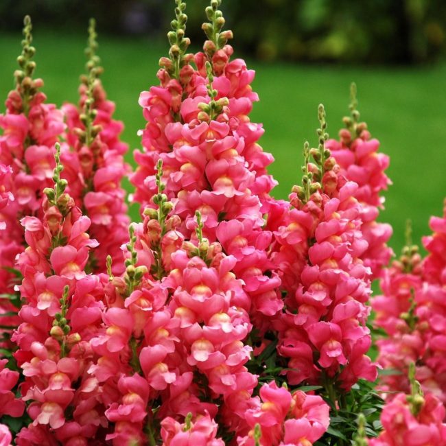 Antirrinum Snapdragon