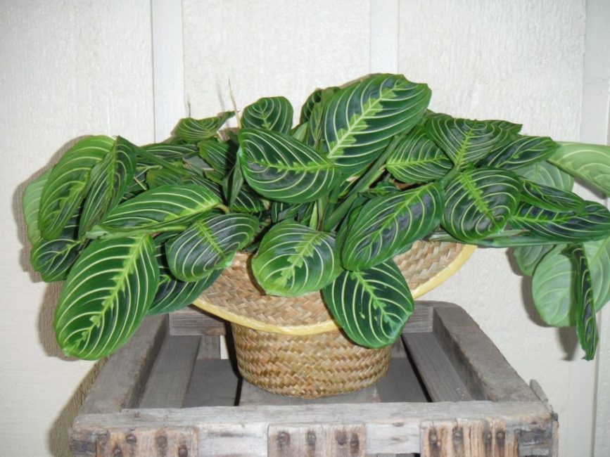 Maranta ασπροφλέβες