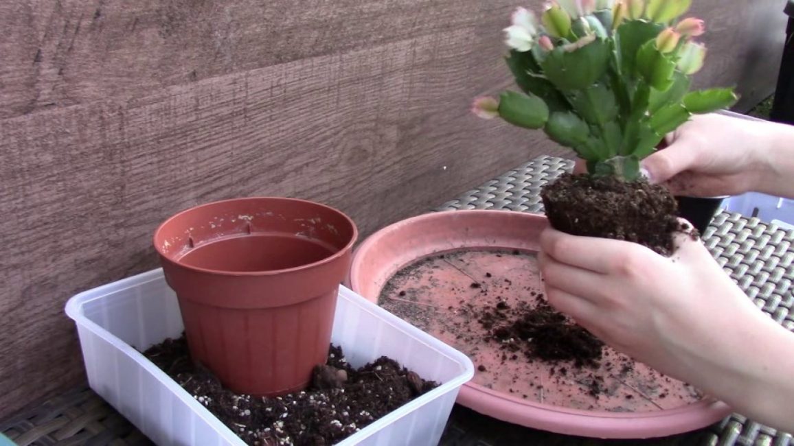 Trasplantament de Schlumbergera
