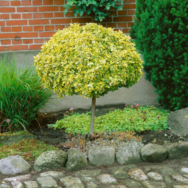 Euonymus, στέλεχος