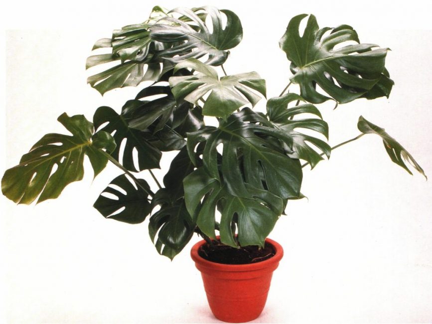 Monstera γκουρμέ