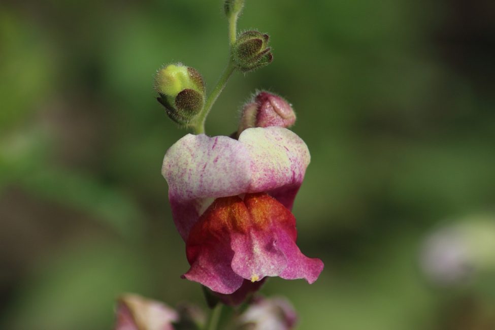 Kaunis Snapdragon-kasvin tohveli