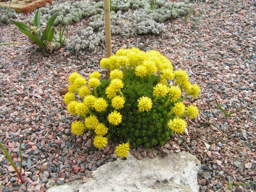 Saxífraga fulla de ginebre