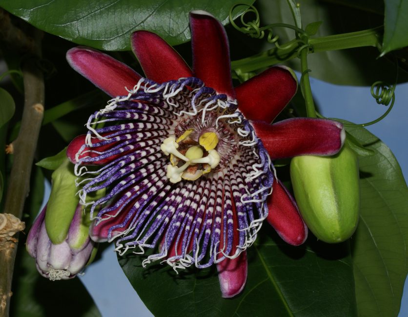 Passiflora tetraéder. Passiflora quadrangularis