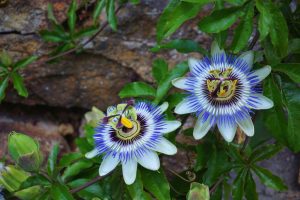 Casa de pasiflora o flor de la pasión: una liana con frutos comestibles: descripción, tipos, cultivo, plantación y cuidado, reproducción (más de 80 fotos y videos) + Reseñas