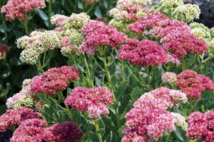 Stonecrop: τύποι και ποικιλίες για καλλιέργεια στο σπίτι και σε ανοιχτό έδαφος. Κανόνες φύτευσης και φροντίδας παχύφυτου (110+ Φωτογραφίες και βίντεο) + Κριτικές