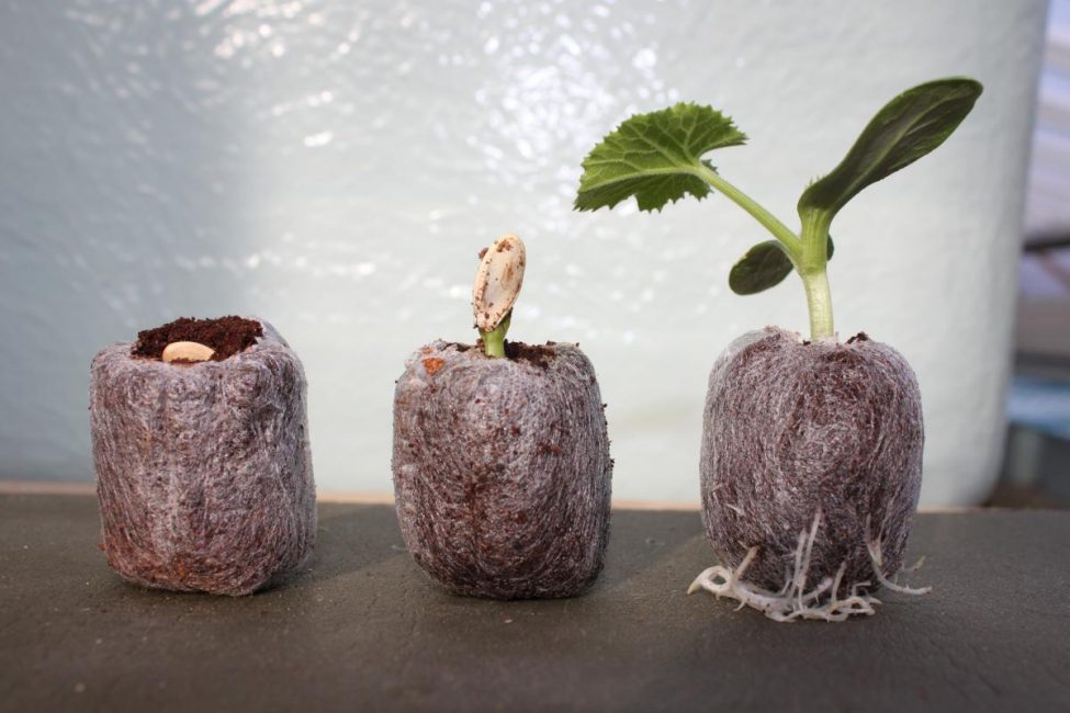 Les pastilles de torba obren grans oportunitats per als jardiners en el creixement de plàntules i simplifiquen molt aquest procés.