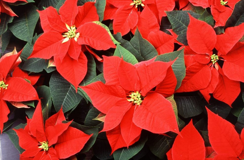 Poinsettia ή Euphorbia η πιο όμορφη