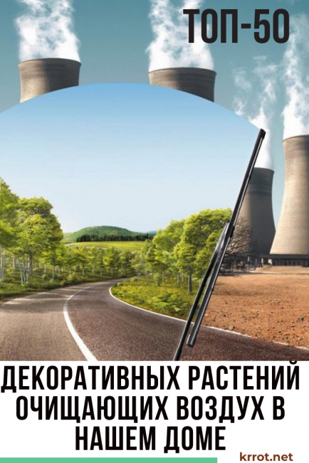 φυτά καθαρισμού αέρα