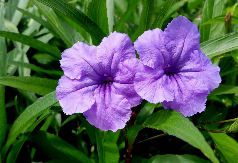 Ruellia κονδυλώδης