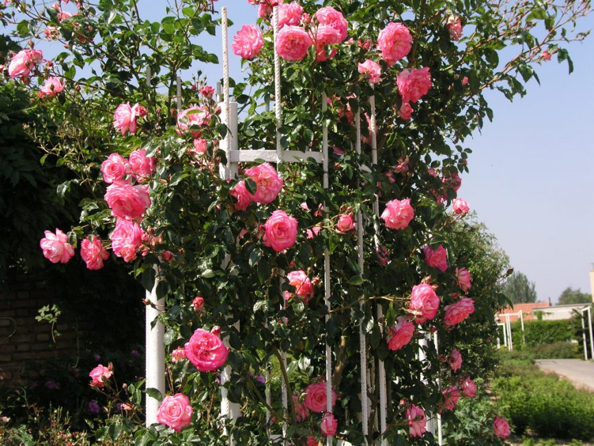 Rose Arlequin Climbing