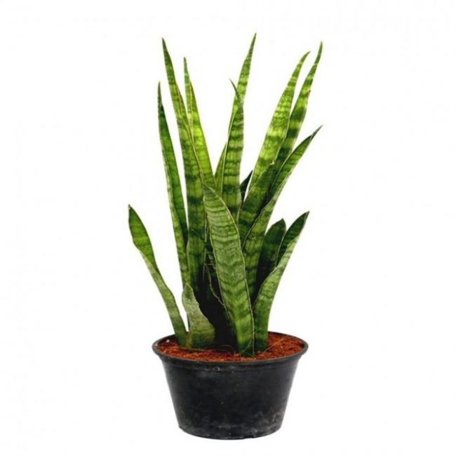 Sansevieria τρίλωρη