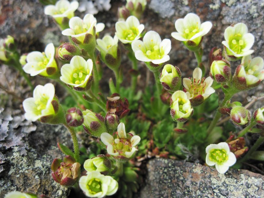 (saxífraga) saxifraga caespitosa