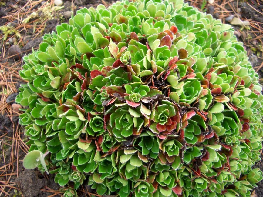 Saxifraga paniculata (Saxifraga paniculata)