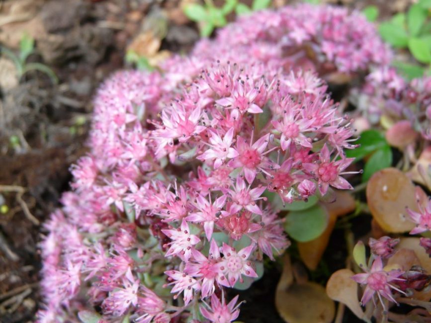 flor de sedum