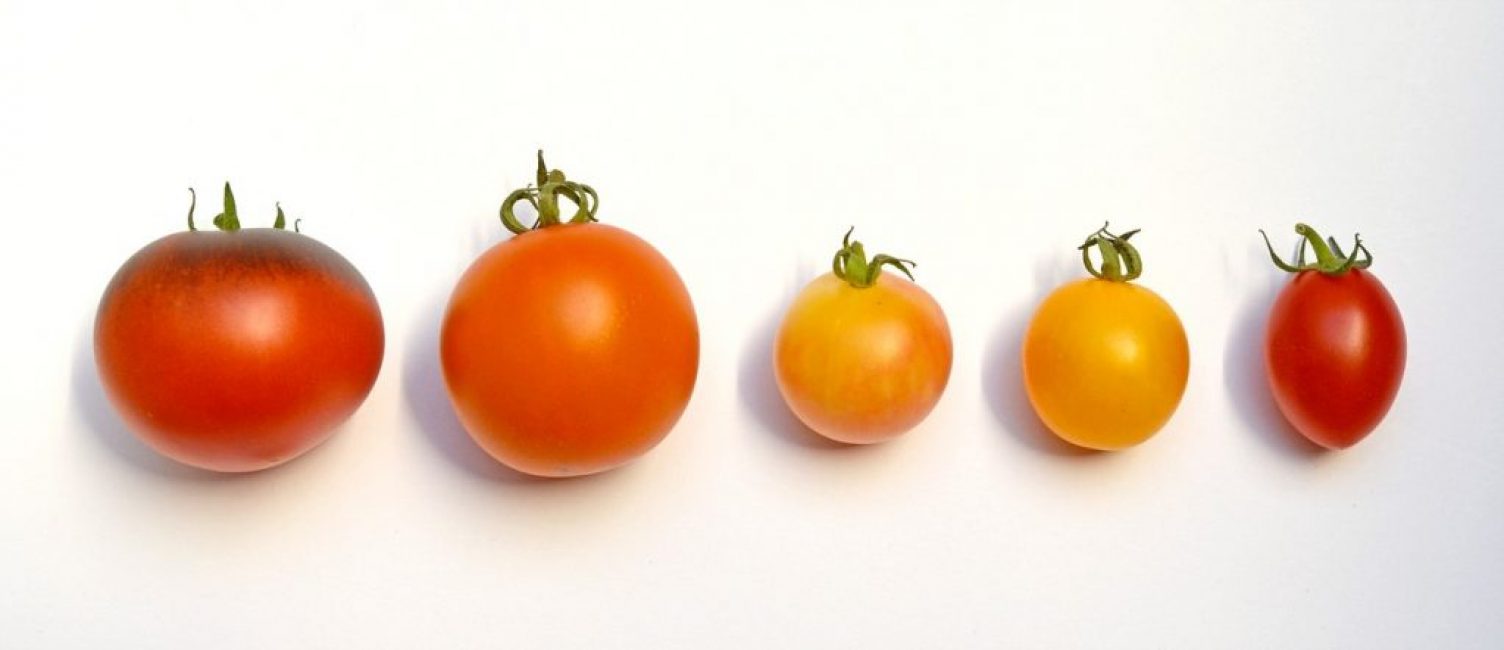 Tomates