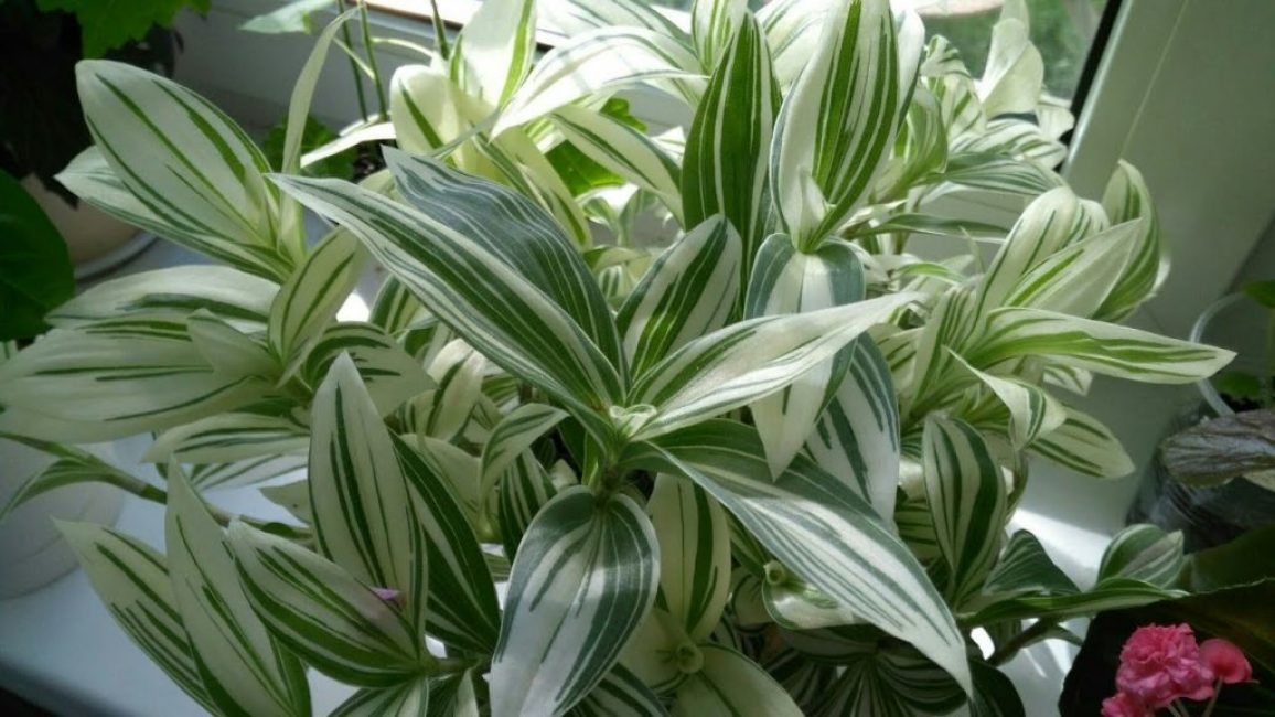 Tradescantia λευκά άνθη