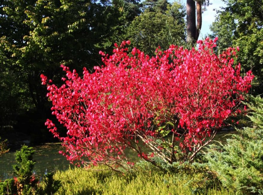 Euonymus Ευρωπαϊκός κόκκινος καταρράκτης