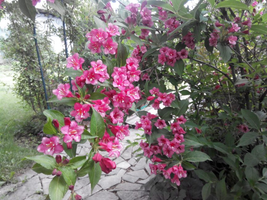 Το weigela χρησιμοποιείται ενεργά στο σχεδιασμό τοπίου