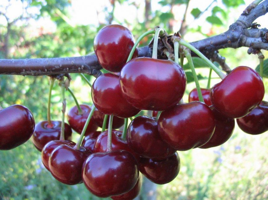 Cereza variedad nord star